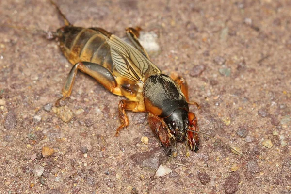 the European mole cricket (Gryllotalpa gryllotalpa) female in a natural habitat