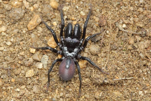 Pająk Mygalomorf Atypus Piceus Samiec Naturalnym Środowisku — Zdjęcie stockowe