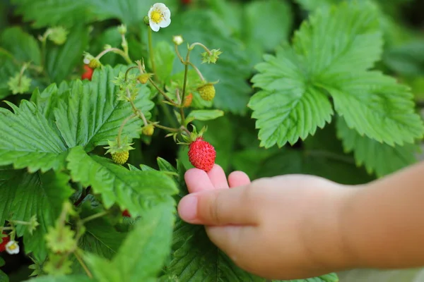 Κοντινό Πλάνο Ενός Μικρού Κοριτσιού Που Διαλέγει Μια Άγρια Φράουλα — Φωτογραφία Αρχείου