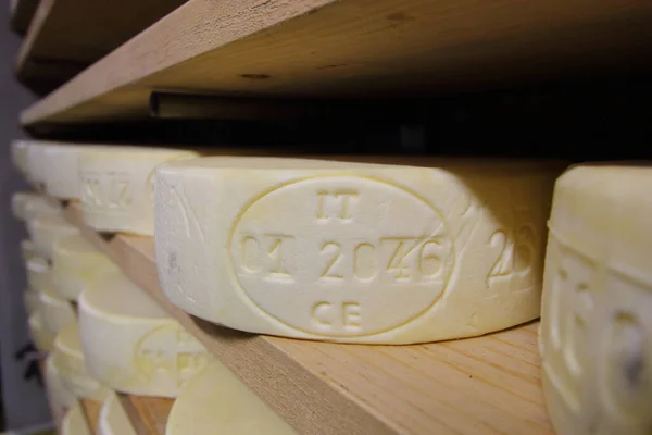 Bettelmatt cheese wheels, typical for Alpe Crampiolo (Piedmont, Italy) maturing by ancient Italian tradition for three months on shelves of a storehouse in a dairy factory