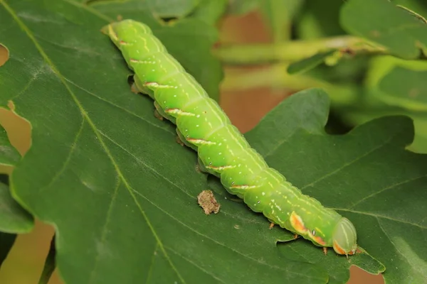 Moth Great Prominent Peridea Anceps Larvae Caterpillar Feeding Oak Leaf — стоковое фото