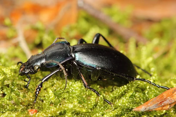 Violet Ground Beetle Rain Beetle Carabus Violaceus Moss Forest — Stockfoto