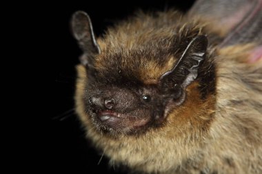 Kuzey yarasası (Eptesicus nilssonii) doğal yaşam alanındaki baş detay