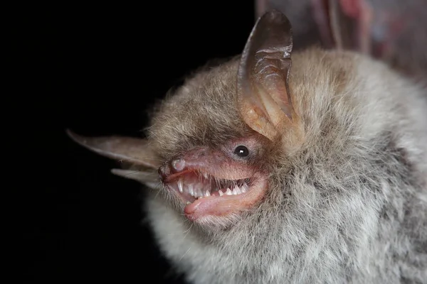 Natterer\'s bat (Myotis nattereri) head detail in natural habitat