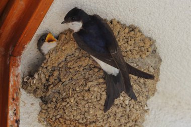 The common house martin (Delichon urbicum), northern house martin, and house martin feeding young chick in the nest clipart