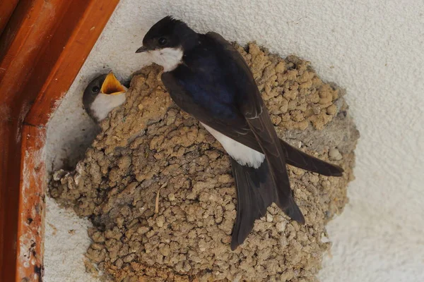 The common house martin (Delichon urbicum), northern house martin, and house martin feeding young chick in the nest