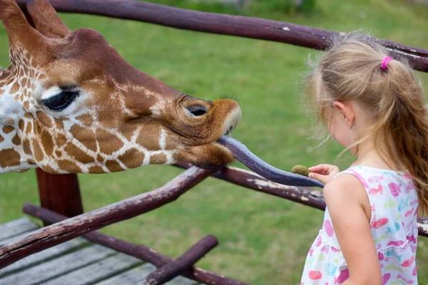 Young Blonde Girl Hand Feeding Giraffe Its Tongue Out Zoo — Fotografia de Stock