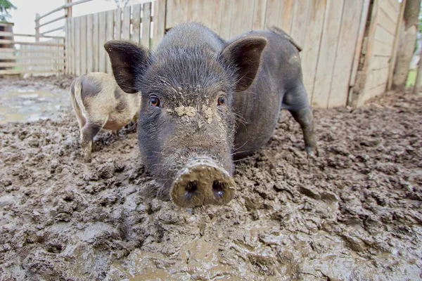 Vietnamese Pot-bellied pig face in the muddy paddock at the small farm