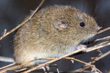 The common vole (Microtus arvalis) in a natural habitat