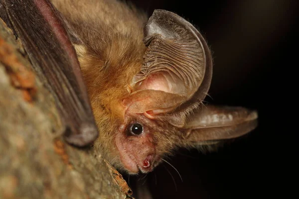 Morcego Orelhas Longas Marrons Plecotus Auritus Ramo Árvore Habitat Natural — Fotografia de Stock