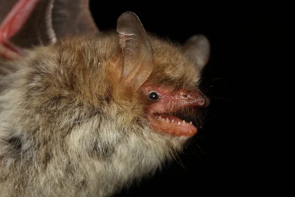 Portrait Natterer Bat Myotis Nattereri Natural Habitat — Stock Photo, Image