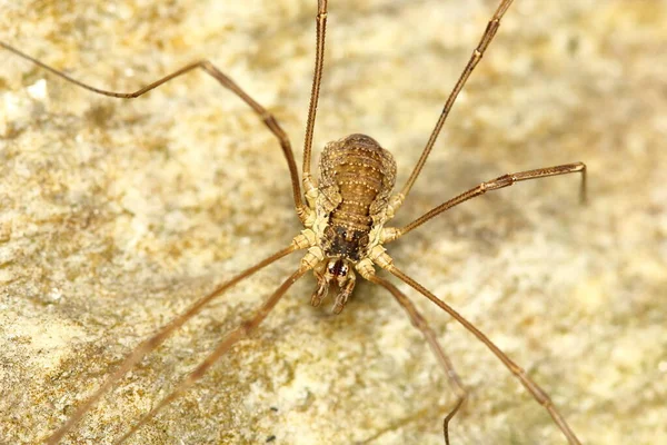 Żniwiarz Mitopus Morio Naturalnym Środowisku — Zdjęcie stockowe