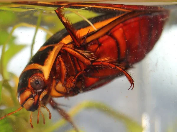 Besouro Mergulho Dytiscus Latissimus Macho Habitat Subaquático — Fotografia de Stock