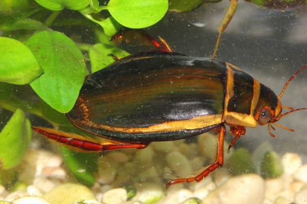 Diving Beetle Dytiscus Latissimus Male Underwater Habitat — Stock Photo, Image