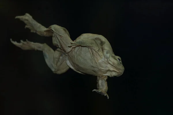 Titicaca Water Frog Telmatobius Culeus Natural Underwater Habitat — Stock Photo, Image