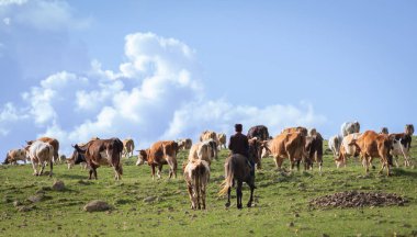 Atlı bir çoban otlakta bir sığır sürüsünü otlatıyor..