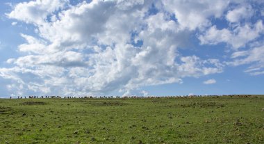 İlkbaharda yemyeşil çayırlarda otlayan inekler.