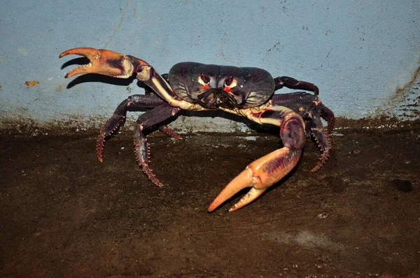 Forrest Crab Wildfare — Stock Photo, Image