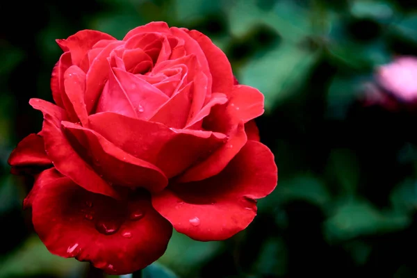 Rosa, bahçede gül.