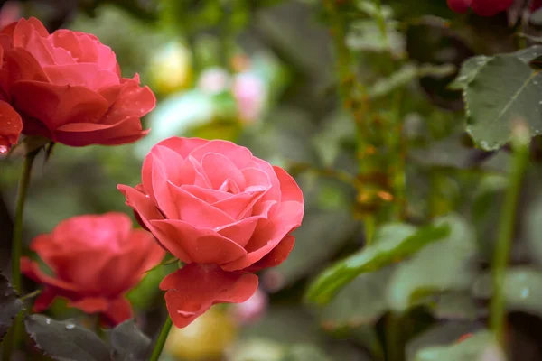 Rosa, bahçede gül.