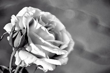 Güller açıyor, çiçekler yaklaşıyor.