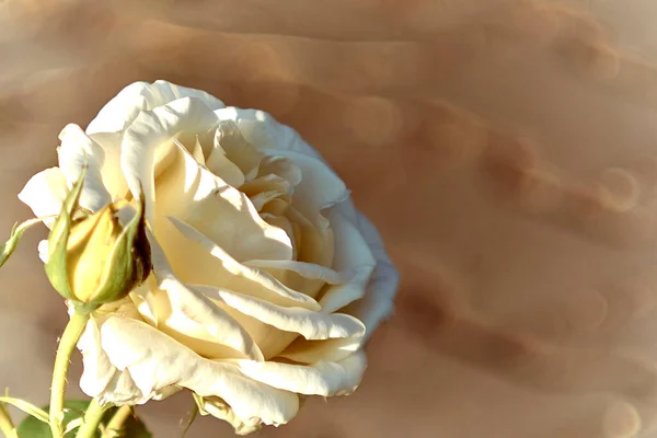 Güller açıyor, çiçekler yaklaşıyor.