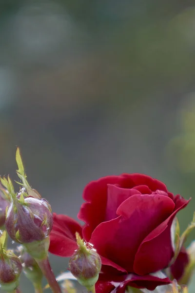Güller açıyor, çiçekler yaklaşıyor.