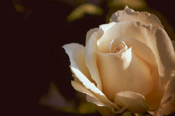 Güller açıyor, çiçekler yaklaşıyor.