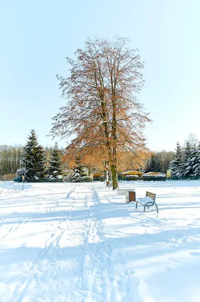 Kışın kar ağaçları, kış güneşi!