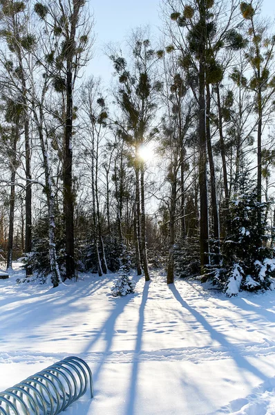 Kışın kar ağaçları, kış güneşi!