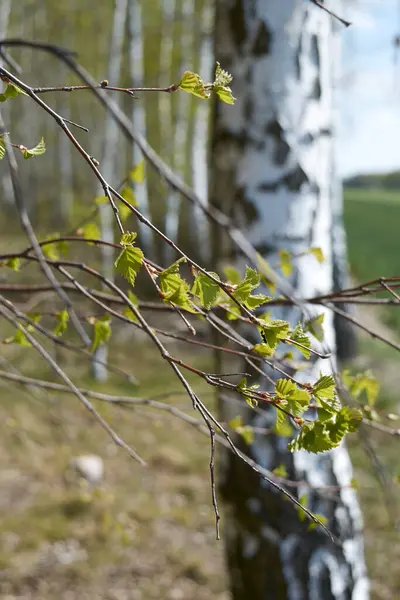 huş ağacı, bahar, orman, güneş