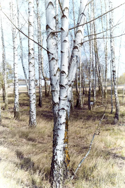 huş ağacı, bahar, orman, güneş