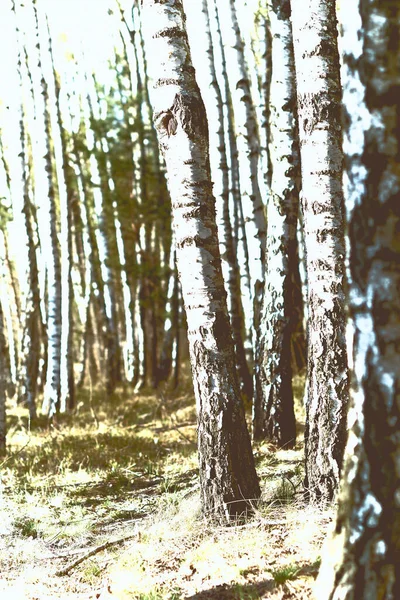 Bříza Lese Slunečné Jaro — Stock fotografie