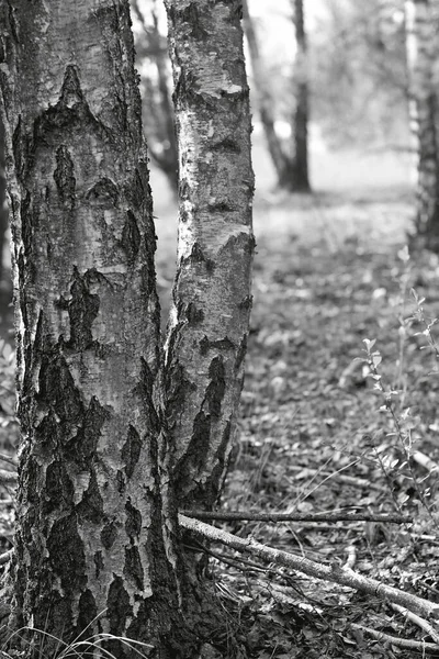 Ormanda huş ağacı, güneşli bahar 