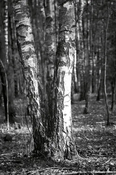 Betulla Nella Foresta Primavera Soleggiata — Foto Stock