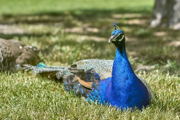 Güneşli bir günde bahar tavus kuşu yürüyüşü, erkek tavus kuşu. Parkta yürü.