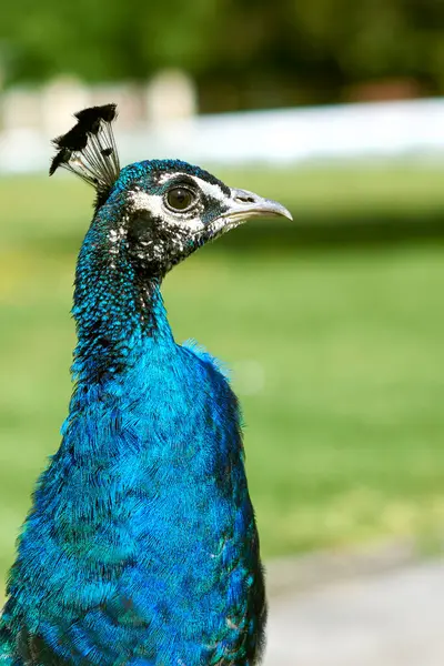 Güneşli bir günde bahar tavus kuşu yürüyüşü, erkek tavus kuşu. Parkta yürü.