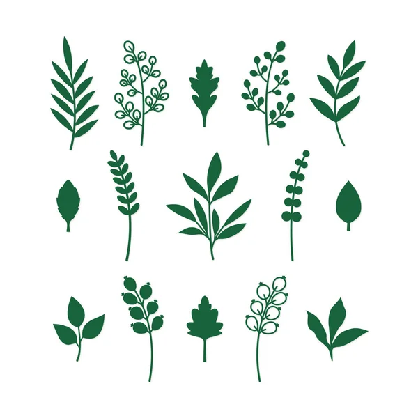 Feuilles Vert Branche Faisceau Feuillage Vert Pour Fleurs Roulées Modèle — Image vectorielle