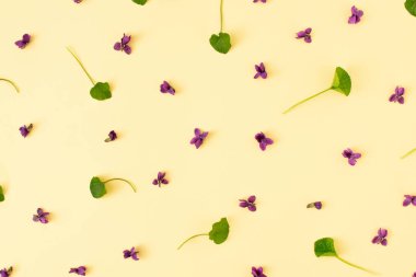 Menekşe çiçeklerinden ve pastel arka planda yapraklardan oluşan yaratıcı bir düzen. Bahar konsepti Düz uzanma deseni.