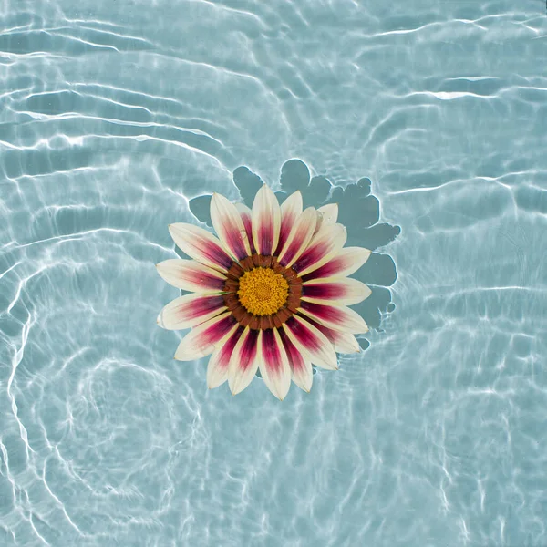 Spring Summertime Idea Made Floating Flower Blue Water Sunny Day — Foto de Stock