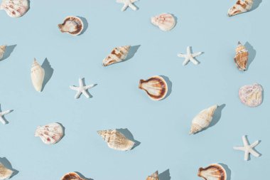 Gök mavisi arka planda deniz kabukları ve deniz yıldızları. Yaz plajı tatili konsepti. Asgari deniz doğası kavramı.