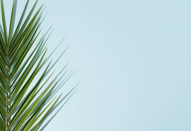 Pastel mavi arka planda gölgesi olan tropik güneşli palmiye yaprağı. Asgari yaz egzotik doğa kavramı.