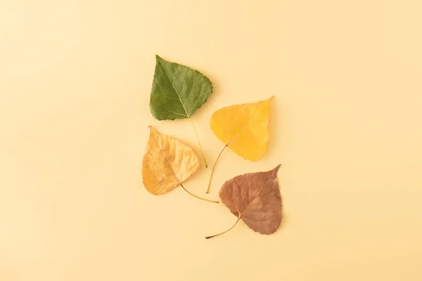 Colors of autumn leaves isolated on pastel background. Minimal season nature foliage concept.