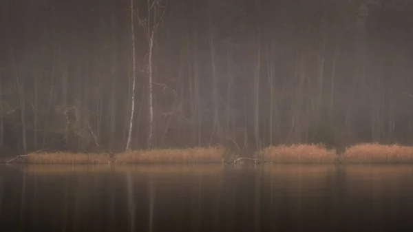 Finales Del Otoño Crepúsculo Neblinoso Místico Bosque Costero Con Troncos —  Fotos de Stock