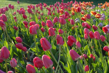 Kırmızılı Sarı Lale Çiçekleri Güneşli Bahar Gününde