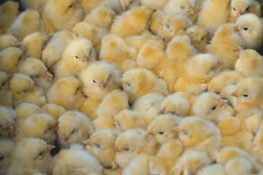 Tavuk çiftliğindeki bir grup civciv