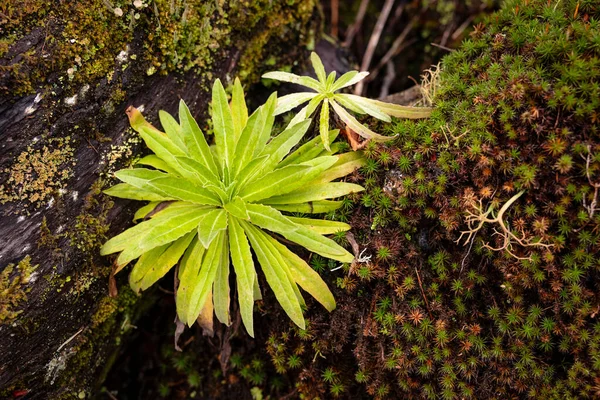 Close-up of a beautiful green jungle plant growing between moss-covered rocks, Madeira, Portugal