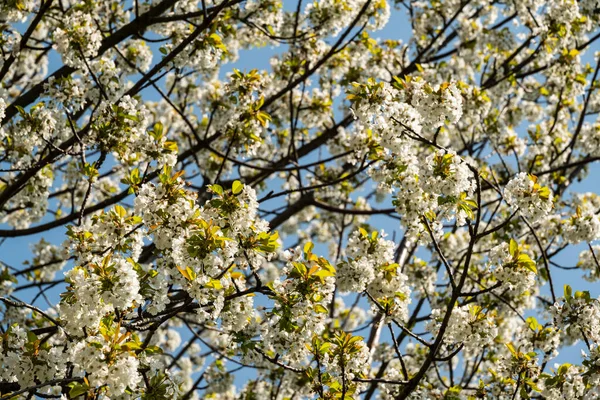 Full frame shot of the branches and twigs of a flowering cherry tree. The white blossoms and green leaves form a beautiful natural spring background.
