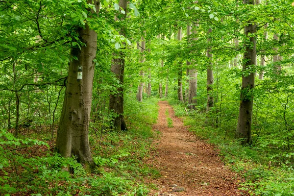 Straight forest hiking path lined by beech trees with lush green foliage, section of the \