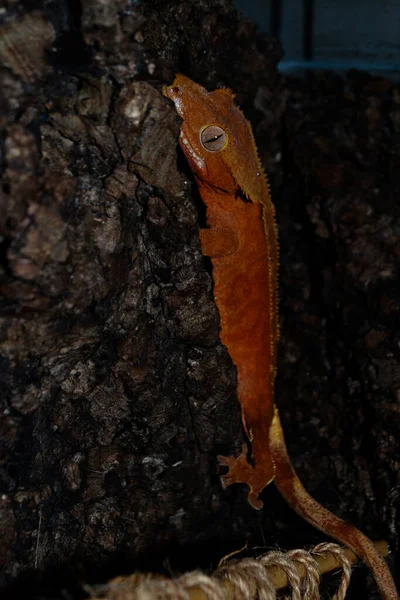 Smiling Lizard Correlophus Ciliatus Terrarium — Stock Photo, Image